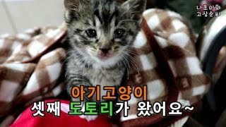 아기고양이 키우기 유기묘 아깽이 셋째 도토리