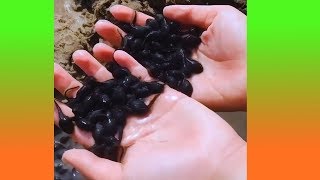 ดูซินี่มันลูกอ๊อดหรือเฉาก๊วยกันแน่นะ ? (รวมคลิปความพึงพอใจ)