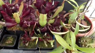 Llueve barro del cielo  calima en Zona invernaderos carnizonaplant