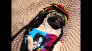 El perro mas rasta del mundo /motas