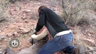 Desert Bighorn Sheep Red Rock Trap