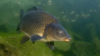 Ловля карпа на бойлы с прикормочной программой от INNOVATE BAITS Ч 1