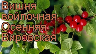Вишня войлочная Осенняя Вировская ? обзор: как сажать, саженцы вишни Осенняя Вировская