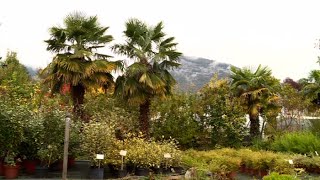 Ils rêvaient d'un jardin méditerranéen dans les Alpes