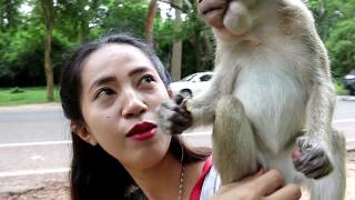 Cute Girls playing with teenage monkeys-kindly girl meet with young monkey at south gate Angkor thom
