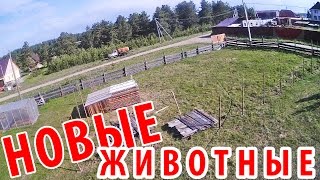 про село - НОВЫЕ ЖИВОТНЫЕ в хозяйстве / сельхоз-влог / жизнь в россии / лпх / кфх / жизнь в деревне
