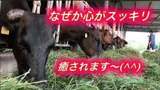 【なぜか心がスッキリ】牛さんがただただ草をモグモグ食べる動画
