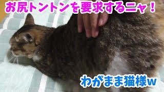 ツンギレ猫ミーちゃんがお尻トントンを要求してきた。今日はブチギレるのか？
