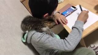 息子のことが大好きな子猫がかわいい