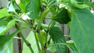 Огород на балконе (Urban Gardening)