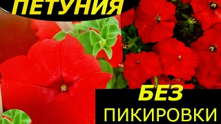 ПЕТУНИЯ БЕЗ ПИКИРОВКИ СУПЕР СПОСОБ ВЫРАЩИВАНИЯ !!!