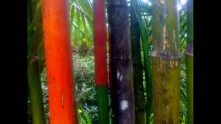 Tree Top - Fingerstyle Guitar, Hawaii