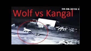 Бесстрашный волк нападает на собаку кангал !!!