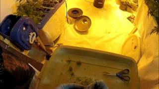 Harvesting Jack Herer Auto Flower Cannabis Marijuana Plant Weed Medical Grow