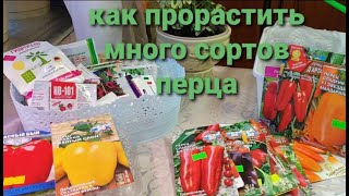 Много сортов перца проращиваю всегда так.Экономный и простой способ.