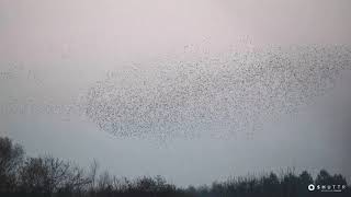 Kemerton Lake Nature Reserve - Starling Murmurations
