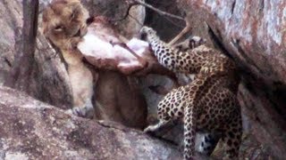 Lioness vs Leopard - Latest Sightings
