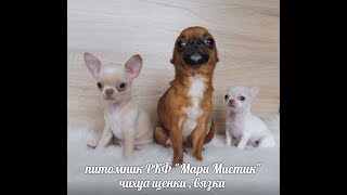 ЧИХУА В ПРОДАЖЕ ГОЛУБОПАЛ. ( БЕЛАЯ ПРОДАНА) МАРИ МИСТИК