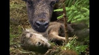 Зубр оплакивает своего мертвого зубренка | Film Studio Aves