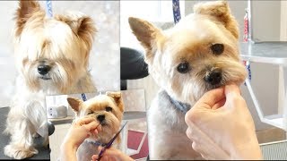 PetGroooming - Grooming Senior Yorkie #92