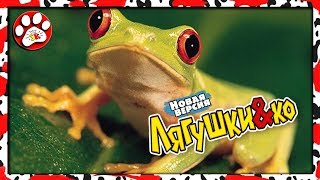 ЛЯГУШКИ и КО деагостини НОВАЯ версия DEAGOSTINI