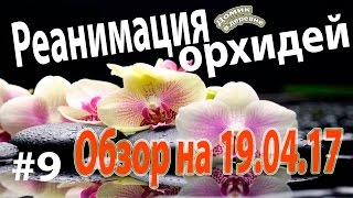 #9. Реанимация орхидей. Обзор 19.04.17