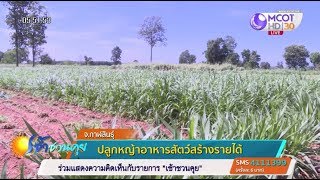 เกษตรกรกาฬสินธุ์ปลูกหญ้าเลี้ยงสัตว์ส่งขายรายได้ดี