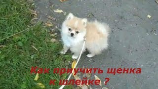 ПРИУЧЕНИЕ ЩЕНКА к шлейке Померанский  ШПИЦ