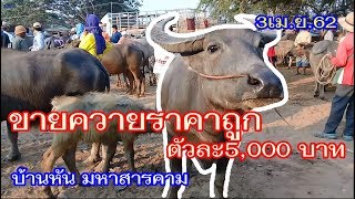 ขายควายราคาถูกตัวละ 5,000 บาท(3เม.ย.62) ตลาดโค-กระบือบ้านหัน จ.มหาสารคาม