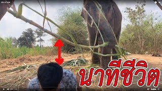 ระทึก!! ช้างทำร้ายควาญ พลายบัวบานเอาเเล้ว!! bua ban elephant*-*