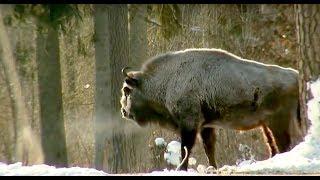 Национальный парк Беловежская пуща | Film Studio Aves