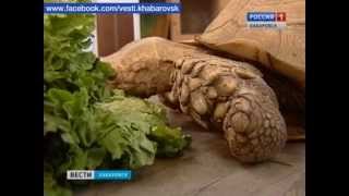 Вести-Хабаровск. Весенняя экзотика