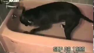 Прикольные собаки Топ смешные хитовые ролики Смотри прикол!