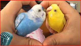 волнистые попугаи видео слушать пение волнистых попугаев #2