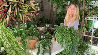 Hoya Plant Care 101!