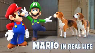 MARIO IN REAL LIFE VS FUNNY DOGS ANIMATION!