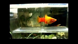Tropical fish Sunset Comet Platy's gives birth to 42 fry