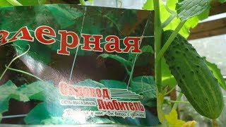 ШПАЛЕРНАЯ СЕТКА ДЛЯ ОГУРЦОВ.  Видео Ольги Черновой 4 июля