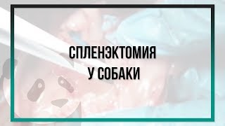 Спленэктомия у собаки