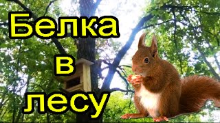 Белка в лесу прыжок с ветки на ветку