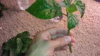 Clone Pepper Plants for Hydroponics
