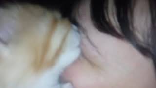 Котенок ищет сиську и нашел ее в виде века хозяйки. Снятие косметики :)... Наш Тамагочи....