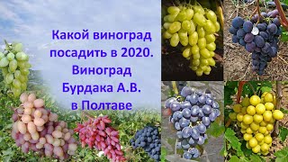 Какой виноград посадить в 2020  Виноград Бурдака А В  в Полтаве