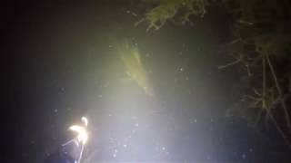 Подводная охота ночью на Рефтинском водохранилище