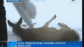 Петропавл көшелерінде жабайы еліктер жүр