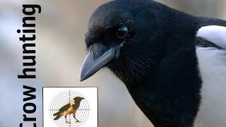 Crow hunting Кроухантинг 2015. КаргЕты-СорокЕты. Иж-60 Крюгера 5,5.