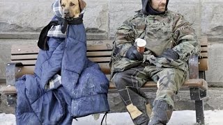 Животные зимой
