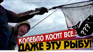 СПИННИНГ ЛОВЛЯ ОСЕНЬЮ \\ БЛЕСНА на ЩУКУ \\ КУПИЛИ ВОБЛЕРА СО СКИДКОЙ 50% \\  ПОЙМАЛИ РЕЧНОГО БЛ***