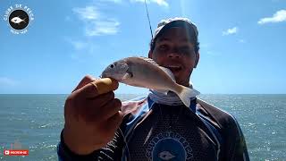 QUANDO ELES APARECEM A DIVERSÃO É GARANTIDA - PESCA DE PRAIA