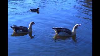 Herbst in der Stadt - George Winston 'Graceful Ghost'